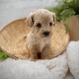 Blue collared male - Apricot male Maltipoo puppy in Marshallville, Ohio from Grassy Meadow Pups