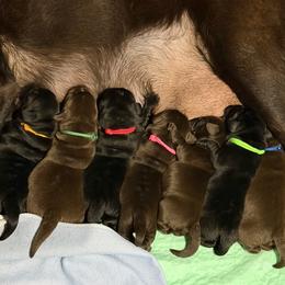 Red Collar - Black female Labrador Retriever puppy in Malabar, Florida from Mythic Labradors, LLC