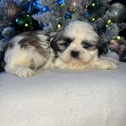 Finn - Tricolor male Shih Tzu puppy in Mountain Grove, Missouri from Happy Hounds and More🐾