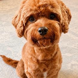 Hannah - Cavapoo