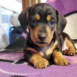 Obsy - Black and tan male Dachshund puppy in New Brighton, Minnesota from Doxie Lakes