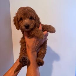 Paul Revere - Apricot male Cavapoo puppy in Payson, Utah from Country Sky Doodles
