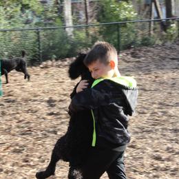 Poodle Puppies from Simply Standard Poodles