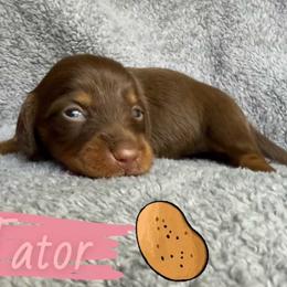 Tator - Chocolate and tan female Dachshund puppy in Groves, Texas from AH Doxies