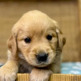Mr Black - Golden male Golden Retriever puppy in Tonasket, Washington from Denzil’s Goldens