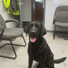 Pearl - Labrador Retriever