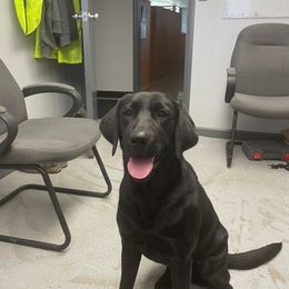 Pearl - Labrador Retriever