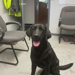 Pearl - Labrador Retriever