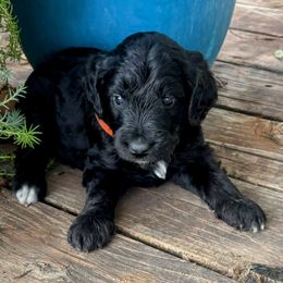 Orange Collar - Black and white male Aussiedoodle puppy in Parma, Idaho from Arena Valley Acres