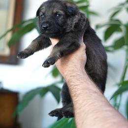 Grant - Sable male German Shepherd puppy in Coarsegold, California from Yosemite Shepherds