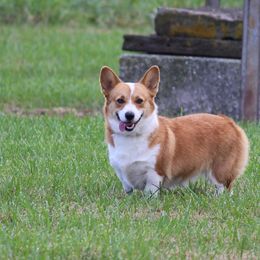 Millie - Pembroke Welsh Corgi