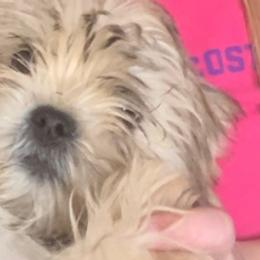 Assorted Doodle Crosses, Chihuahuas, and Shih Tzus from Happy Place Kennels