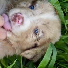 Australian Shepherd Puppies from Canyon South Aussies