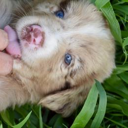 Australian Shepherd Puppies from Canyon South Aussies