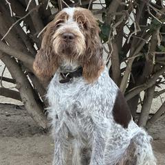Dennis - Spinone Italiano