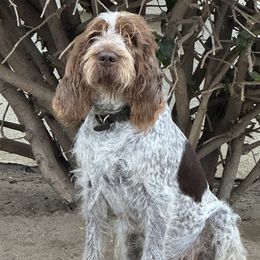 Dennis - Spinone Italiano