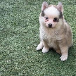Twinkle - Gray and white female Pomsky puppy in La Verne, California from Red Cedar Pomskies