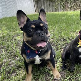 French Bulldogs from Tiny Besties