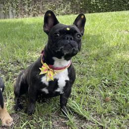 French Bulldogs from Tiny Besties