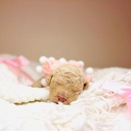 Peep - Cream female Labradoodle puppy in Elizabethtown, Kentucky from Reddy Poodles & Doodles