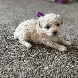Girl 3 - Cream female Double Doodle puppy in Junction, Utah from Sugar Doodles