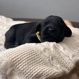 Black Female - Yellow Collar - Black female Giant Schnauzer puppy in St George, Utah from Schnauzer Ranch