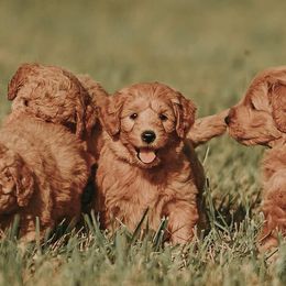 Goldendoodles, Labradoodles, and Poodles from Cuddles and Curls - NC Doodles