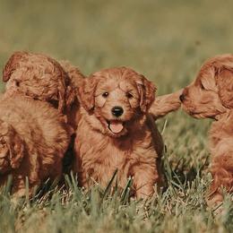Goldendoodles, Labradoodles, and Poodles from Cuddles and Curls - NC Doodles