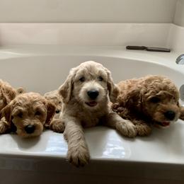 Goldendoodle Puppies from Rockin R Doodles