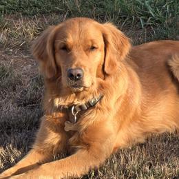 Golden Retrievers from Jack Goettel