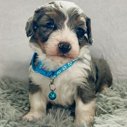 M-M - Merle male Bernedoodle puppy in Lancaster, Missouri from Cavapoo Acres