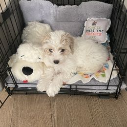 Bernedoodle, Boxer, Goldendoodle, Havapoo, and Poodle Puppies from Lady Paws Puppies