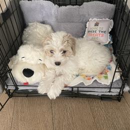 Bernedoodle, Boxer, Goldendoodle, Havapoo, and Poodle Puppies from Lady Paws Puppies