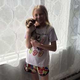 Dachshunds from Josh Cheek