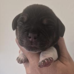 Cash - Black tan and white male Beagle puppy in Salina, Kansas from Peace Love frenchies