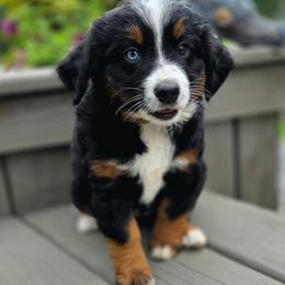 CLARA - Black female Companion Cross puppy in Viking, Minnesota from Son Shine Farm