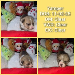 Yamper - Red male Pembroke Welsh Corgi puppy in Macon, Georgia from Middle Georgia Saints and Corgis