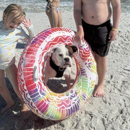 Pirate - Boxer