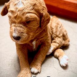 Paw-Donna - Apricot female Poodle puppy in Stanley, Wisconsin from McJare's Puppy Palace