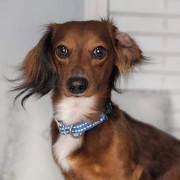 Winston - Dachshund