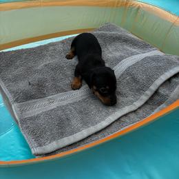 Itsy-bitsy - Black and tan female Dachshund puppy in Clermont, Florida from Dachshund Dad®
