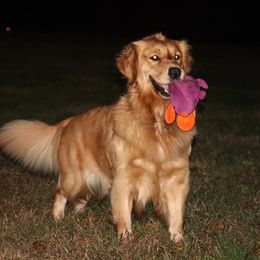 Bella - female Golden Retriever puppy in North Brunswick, New Jersey from Cynazar Goldens