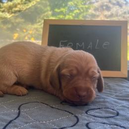 Mandy - Cream female Dachshund puppy in Sharon Springs, New York from Show Us The Way Homestead