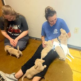 Dachshund Puppies from Chilidog Dachshunds
