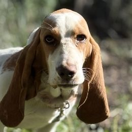 Basset Hounds and Dachshunds from Long Dog Ranch