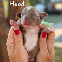 Hazel - Chocolate merle female Bernedoodle puppy in Newnan, Georgia from Wagging Tailz Pups