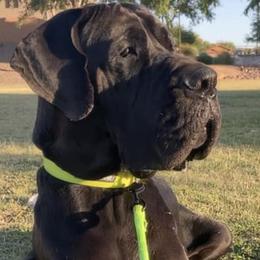 Great Danes from Valley Great Danes