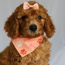 Penny - Red  female Goldendoodle puppy in Apopka, Florida from Rae Precious Puppies