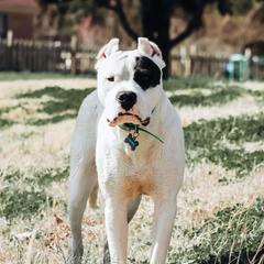 Chico - Dogo Argentino