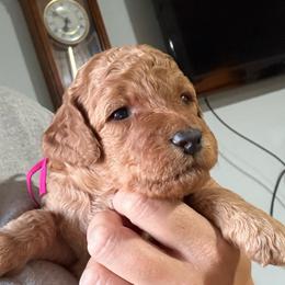 Pink Collar - Red  female Goldendoodle puppy in Winchester, Tennessee from Mahaffey’s Doodles